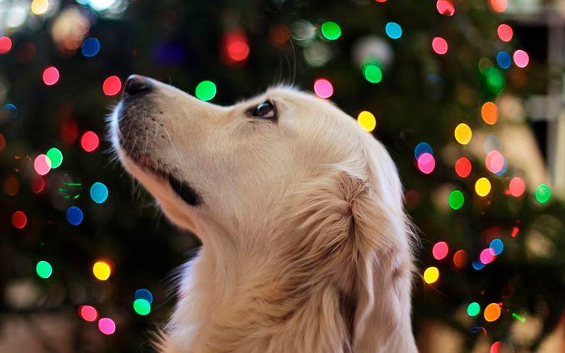 Pirotecnia en Navidad: “Que el 31 sea diferente”, pidieron proteccionistas al Gobierno municipal