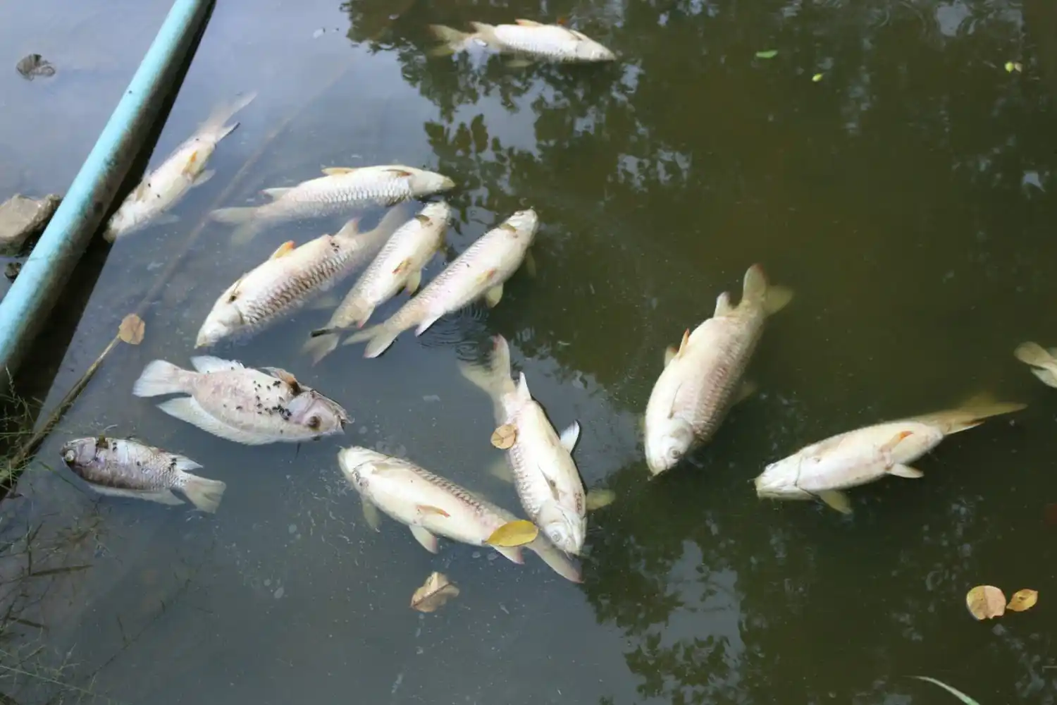 ¡EMERGENCIA SANITARIA EN COLOMBIA! Virus en Tilapias disparó alarmas