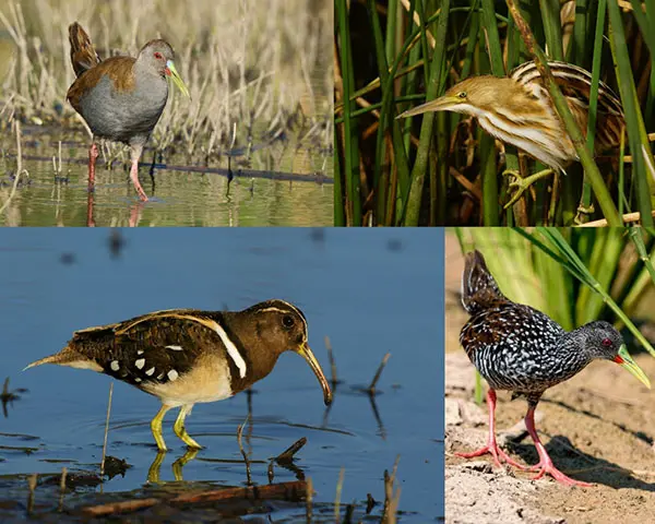 Con las últimas lluvias aparecieron  aves extrañas en la zona