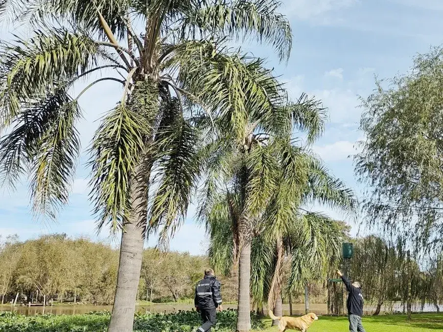 Activaron plan de contingencia fitosanitaria por presencia de picudo rojo, plaga que ataca las palmeras