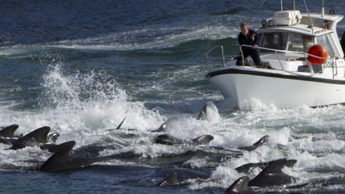 Continúa la matanza de delfines en las Islas Feroe, por simple tradición