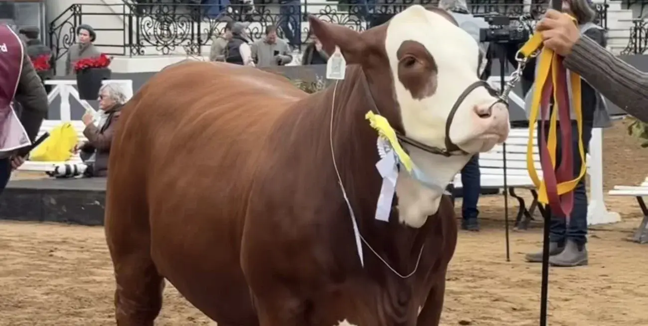 La genética santafesina brilló en la Expo Rural 2026 con importantes premios en Braford y Brahman