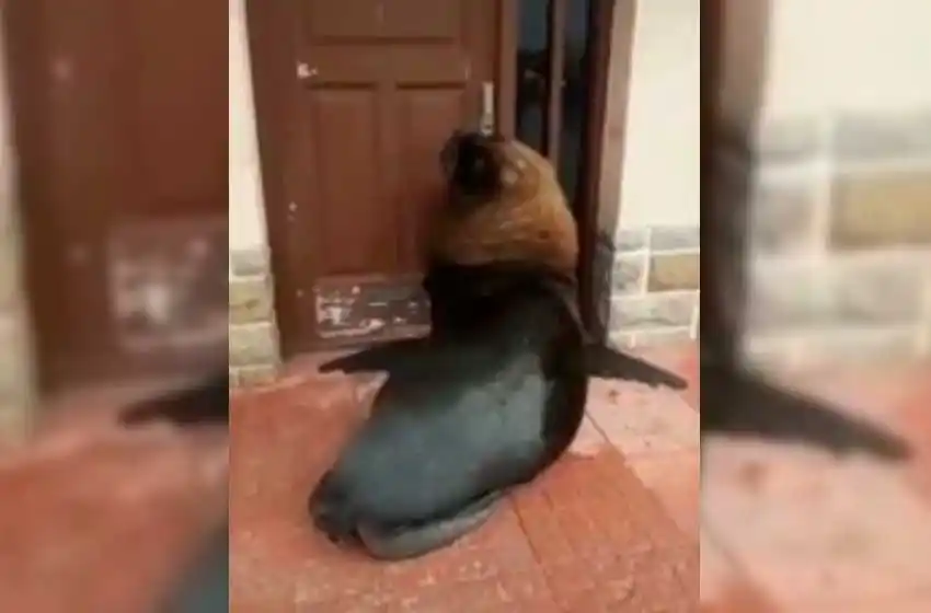 Curioso visitante: un lobo marino se presentó en una casa de la banquina