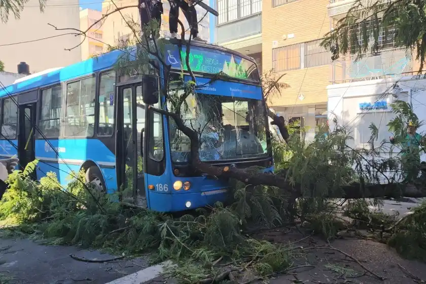Un árbol se desplomó sobre un colectivo: el chofer y una pasajera resultaron heridos