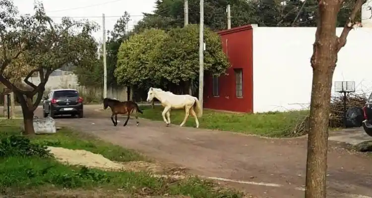 Caballos sueltos mordieron a una  nena de 10 años y crecen los reclamos en el barrio El Alba
