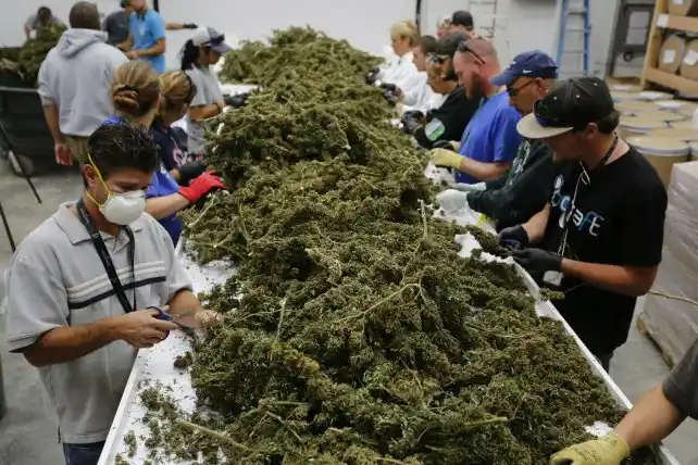 El gobierno santafesino quiere utilizar cannabis en la salud pública