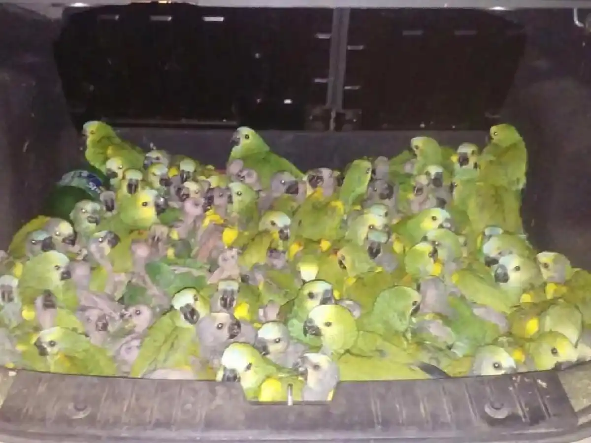 En Alicia detienen a un joven que transportaba 146 loros habladores en el baúl de un auto 