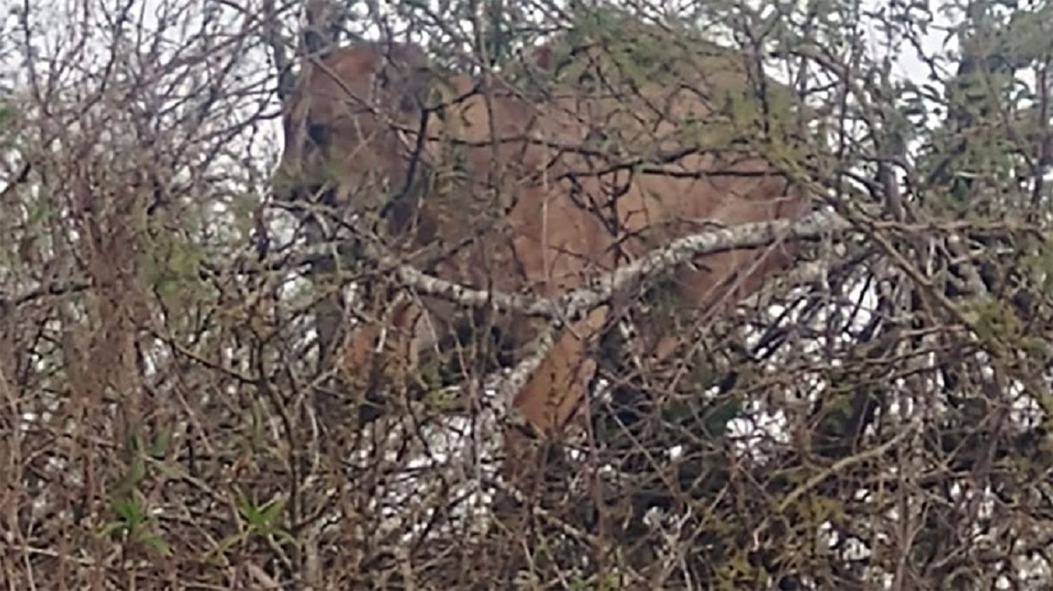 Avistaron un puma y no pudieron atraparlo en cercanías de San Salvador