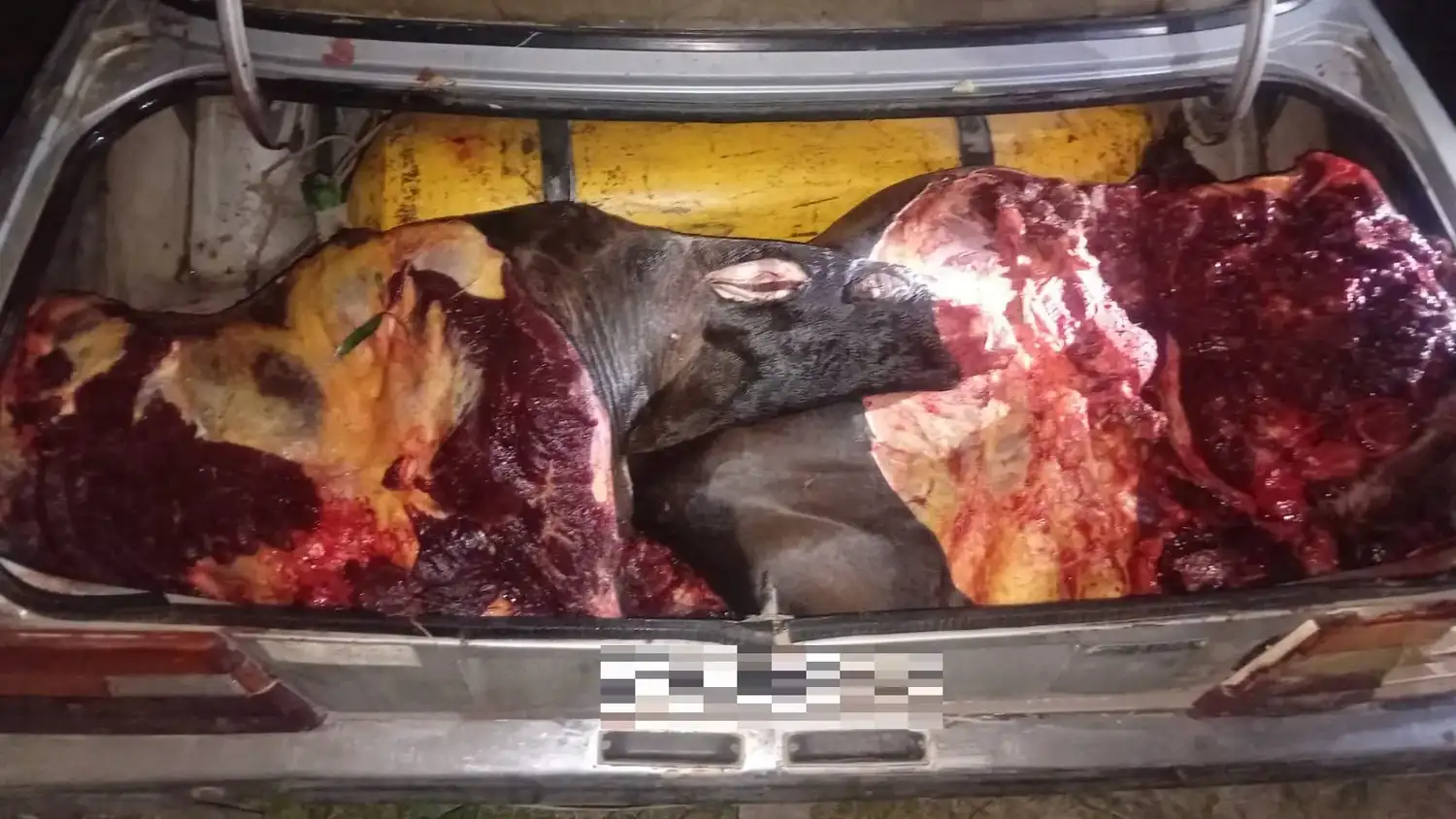 Pasajero un poco pecular: Aprehendieron a una mujer y secuestraron 400 kilos de carne equina - 2
