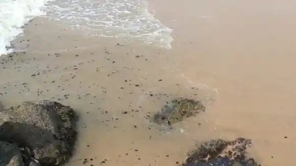 «OLAS DE PETRÓLEO» en playas de Puerto Píritu
