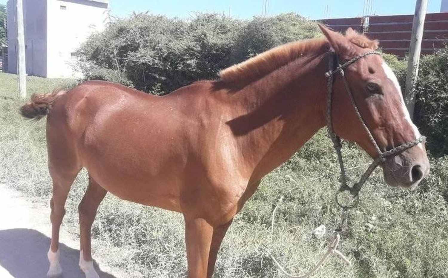 Buscan a los dueños de un caballo que apareció lastimado