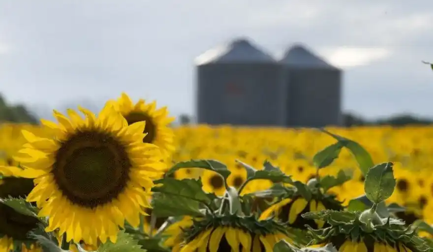 Louis Dreyfus Company es uno de los principales exportadores agroindustriales de la Argentina.