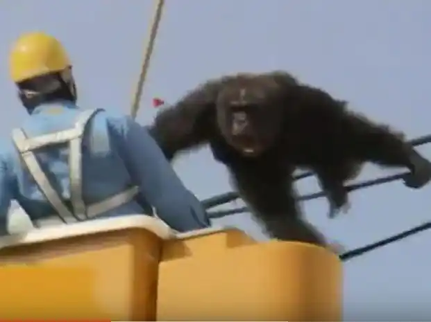 Un simio que huyó del zoológico se balanceó sobre cables eléctricos