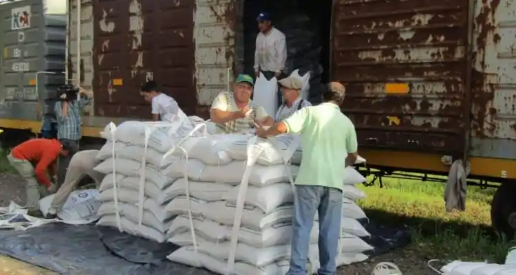Llegaron los porotos y estiman que en febrero serán embarcados a Cuba