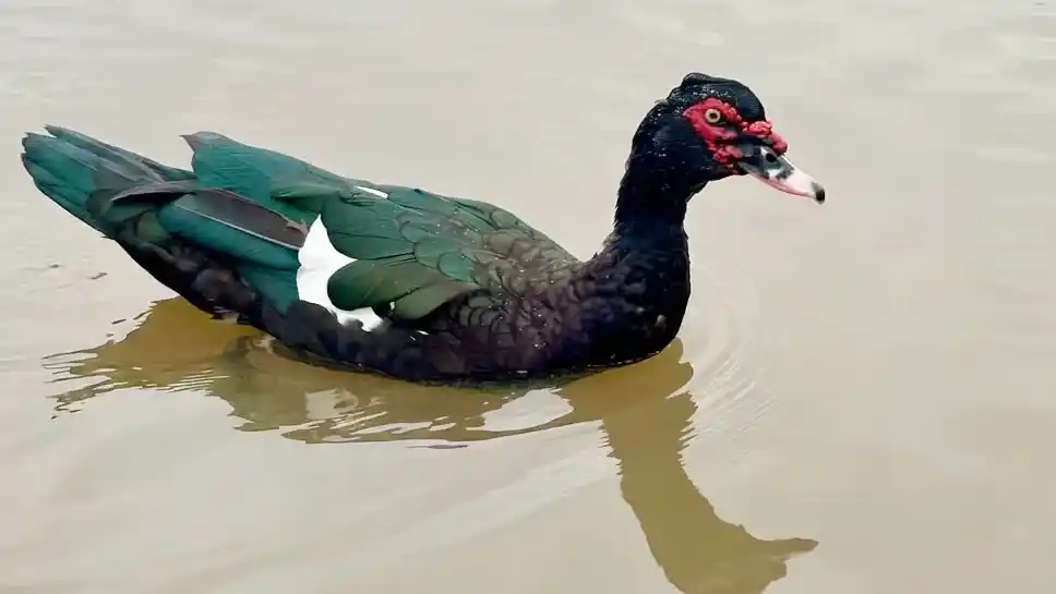 Habitantes de humedales del departamento Concordia: Pato real