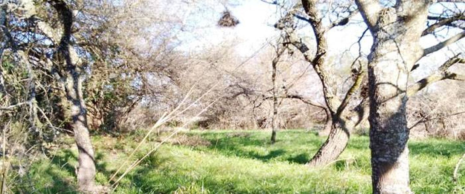 Trabajan en el ordenamiento territorial de los bosques nativos y fortalecen su control y fiscalización