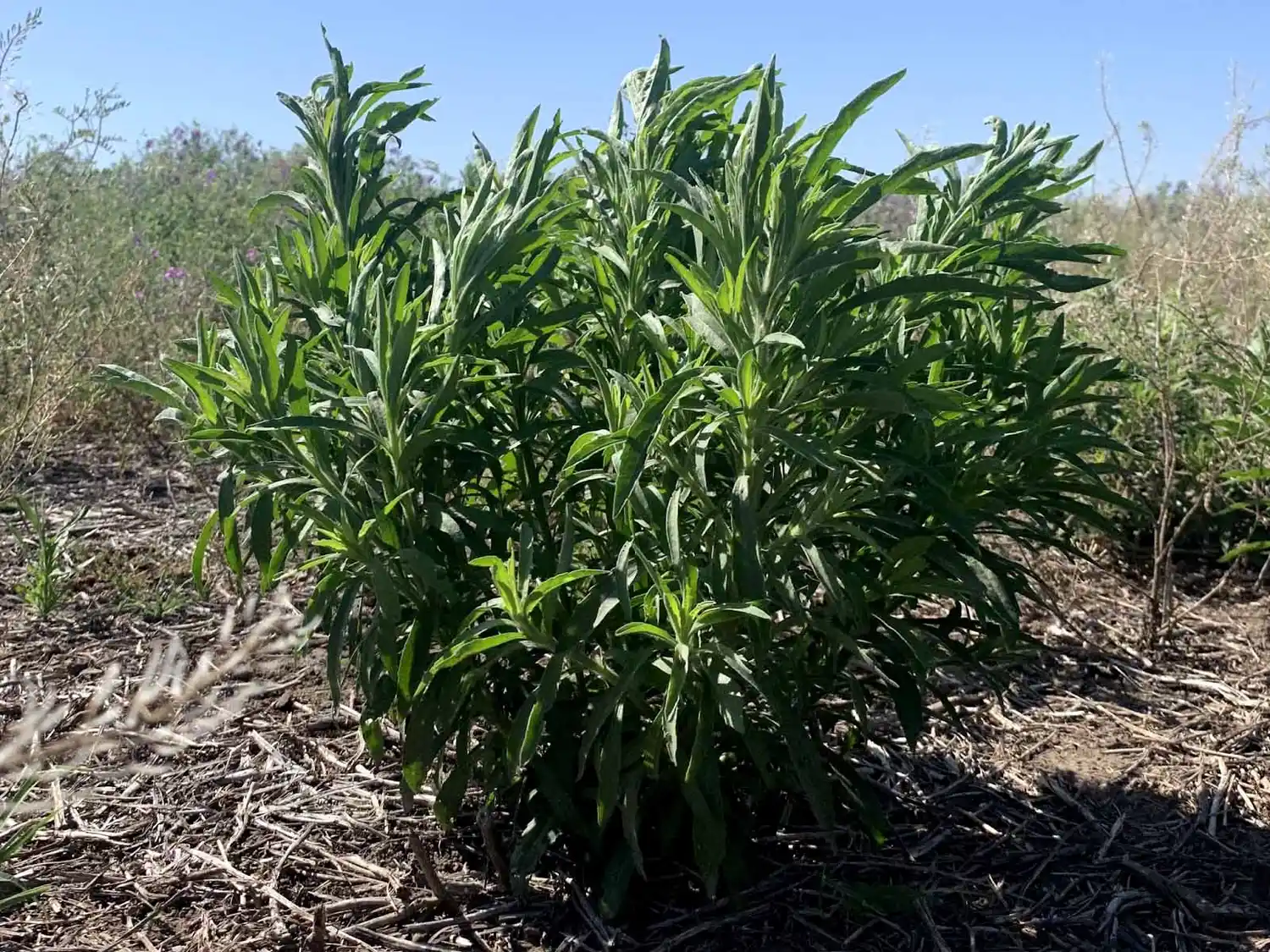 Duras de matar: continúa el avance de las malezas resistentes
