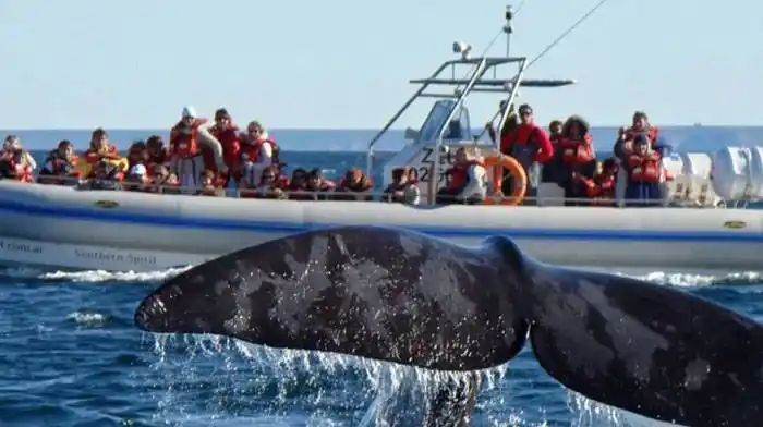Chubut: sortearán avistajes de ballenas y pases de esquí para incentivar la vacunación