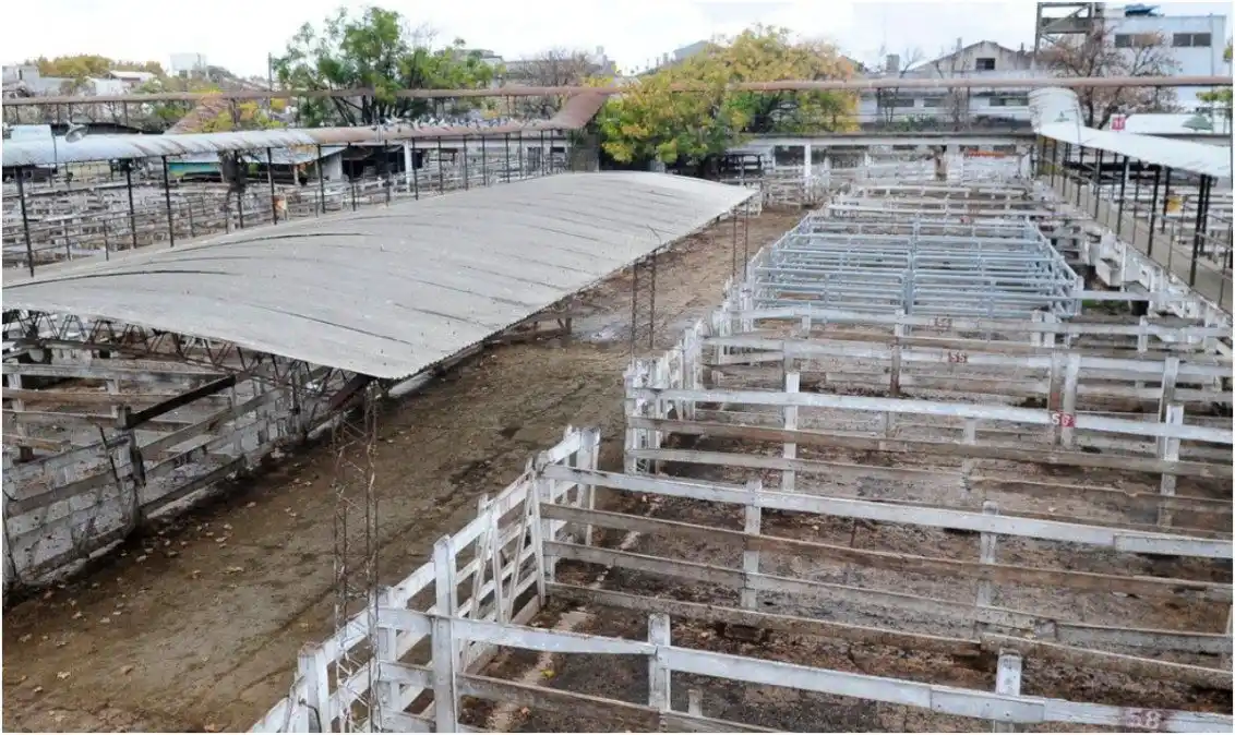 Cierre de exportación de carne: Termina cese de comercialización con “altísimo acatamiento”