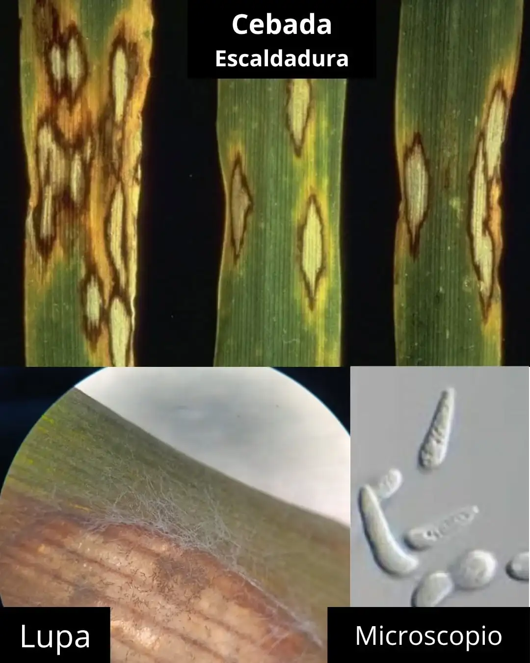 fitopatologia barrow - 3