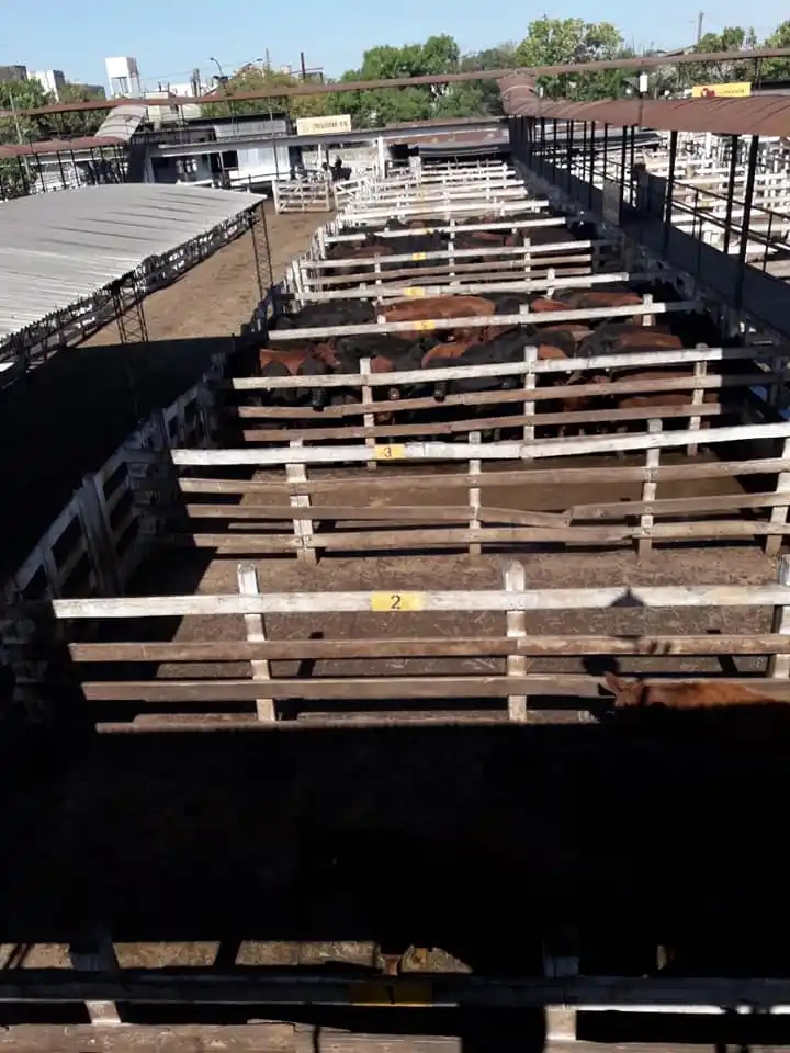 Incertidumbre entre consignatarios de hacienda y más rechazos contra el cierre de exportaciones de carne