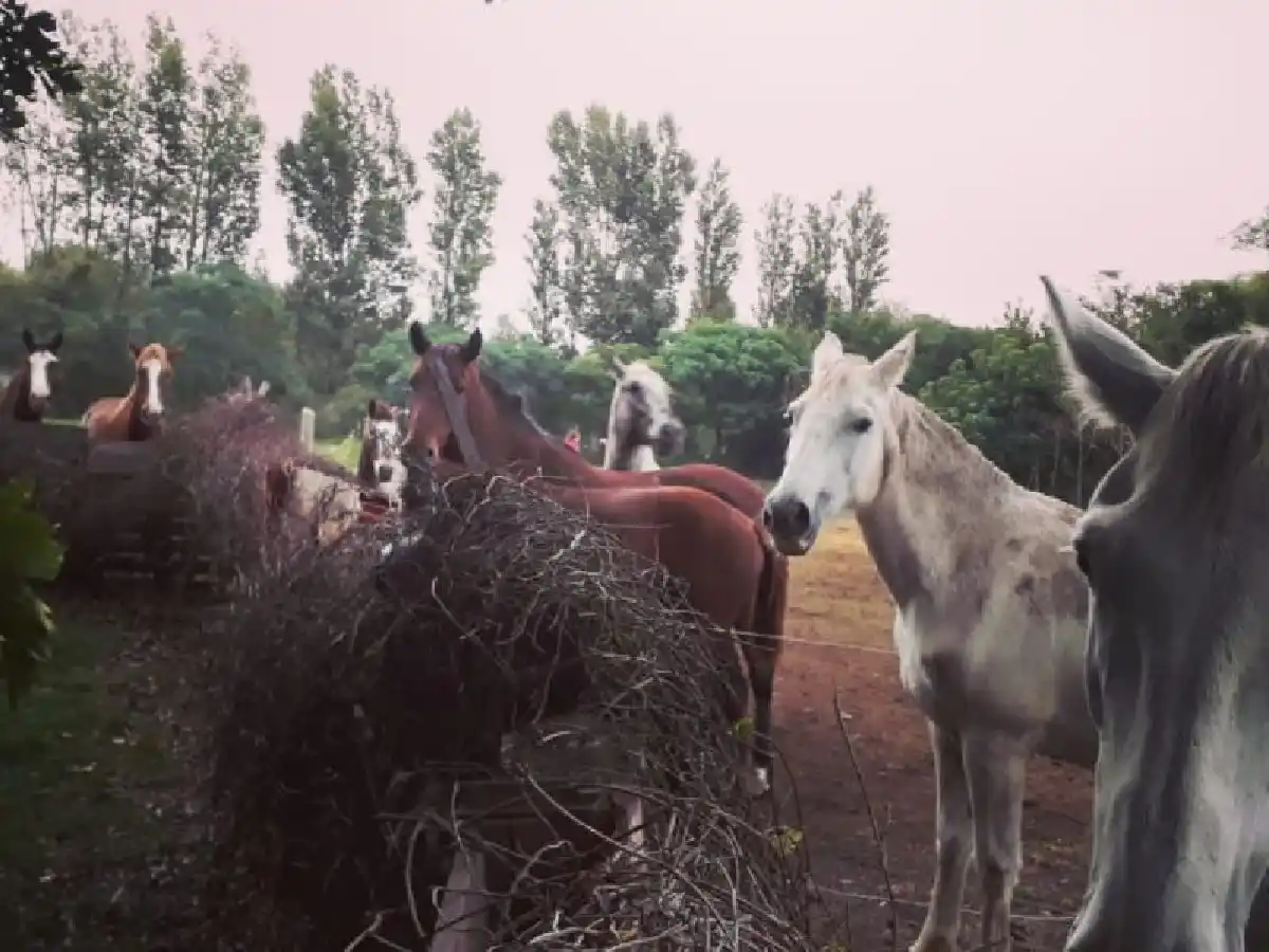 Bio Animalis pide colaboración para  comprar comida para los caballos 