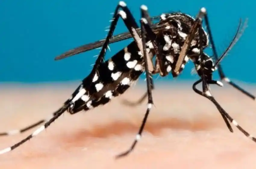 El Ministerio de Salud confirmó 680 casos de dengue y 156 de sarampión