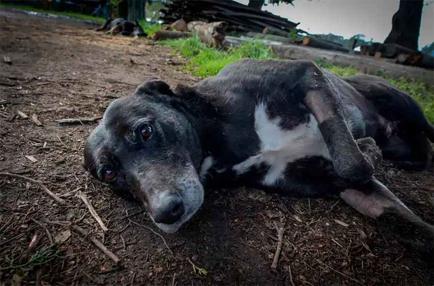 Nuevo cronograma del quirófano móvil para animales: el martes, en San Patricio