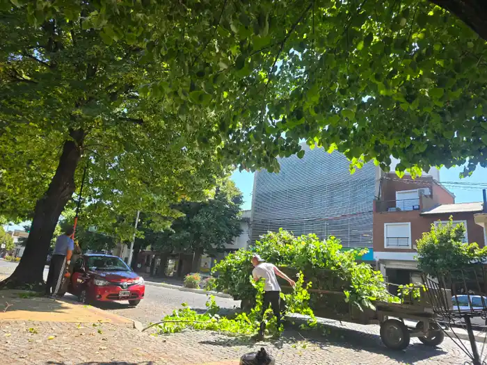 Cortes de tránsito y cambios en el recorrido del transporte debido a tareas de poda en calle Yrigoyen