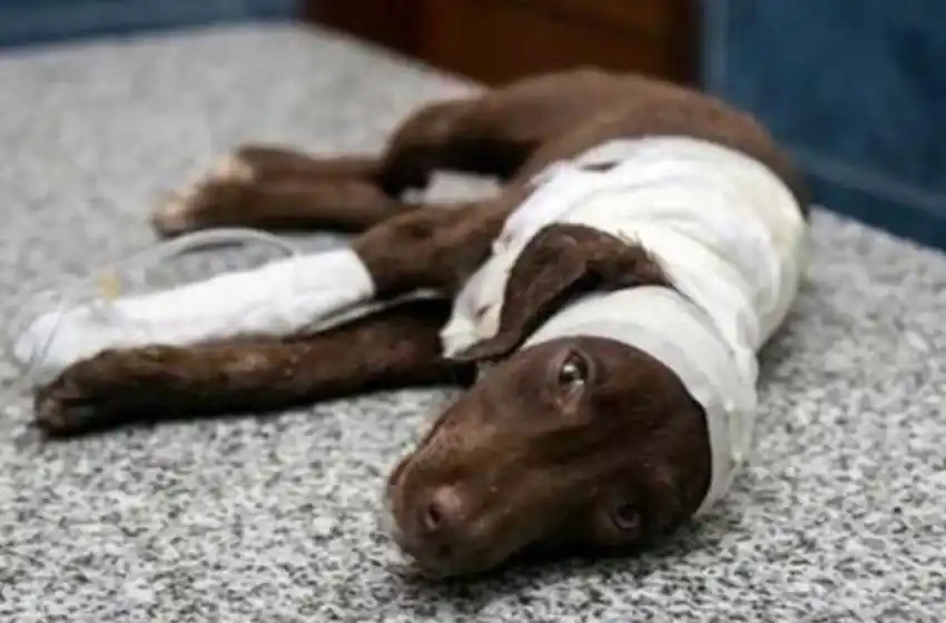 Juicio por Chocolate: condenaron a un año de prisión condicional al acusado de despellejar al perro