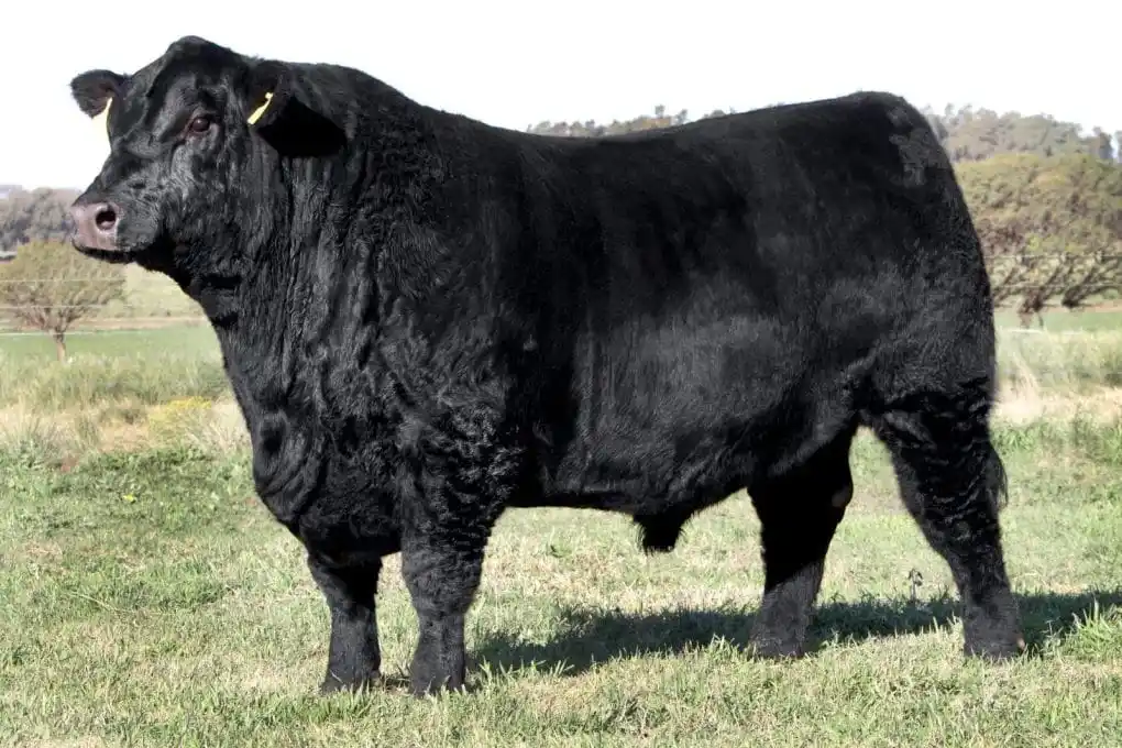 Pasó en Chaves: va a juicio por capar al toro de un vecino