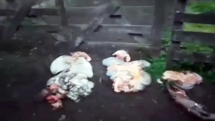 Un productor filmó “las panzas” que le dejaron los ladrones tras ingresar a su campo y faenar siete animales