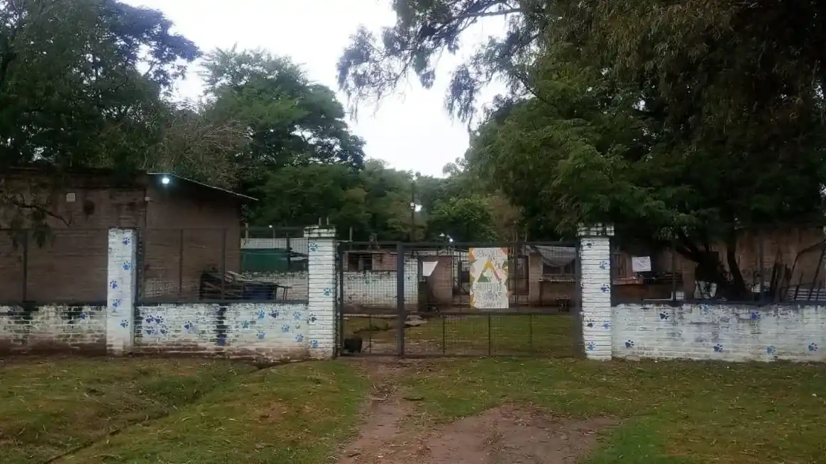 Asalto en el refugio de la Protectora de Animales: delincuentes armados robaron alimento y amenazaron con matar perros