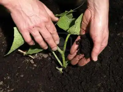 Trabajos previos a la primavera:
