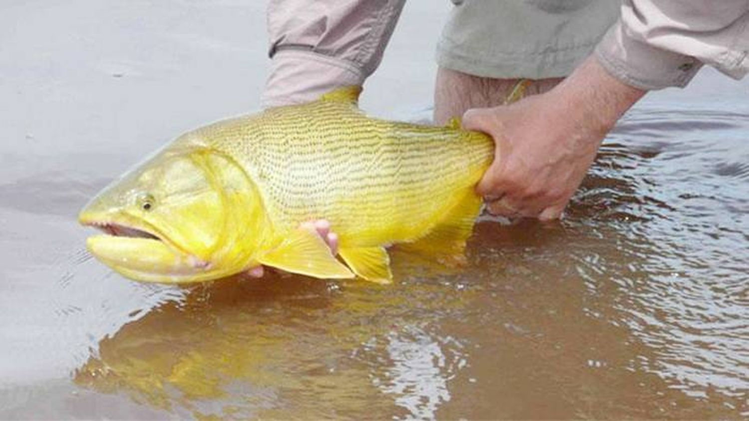 Comienza la veda de cuatro  meses para la pesca del dorado en el río Uruguay