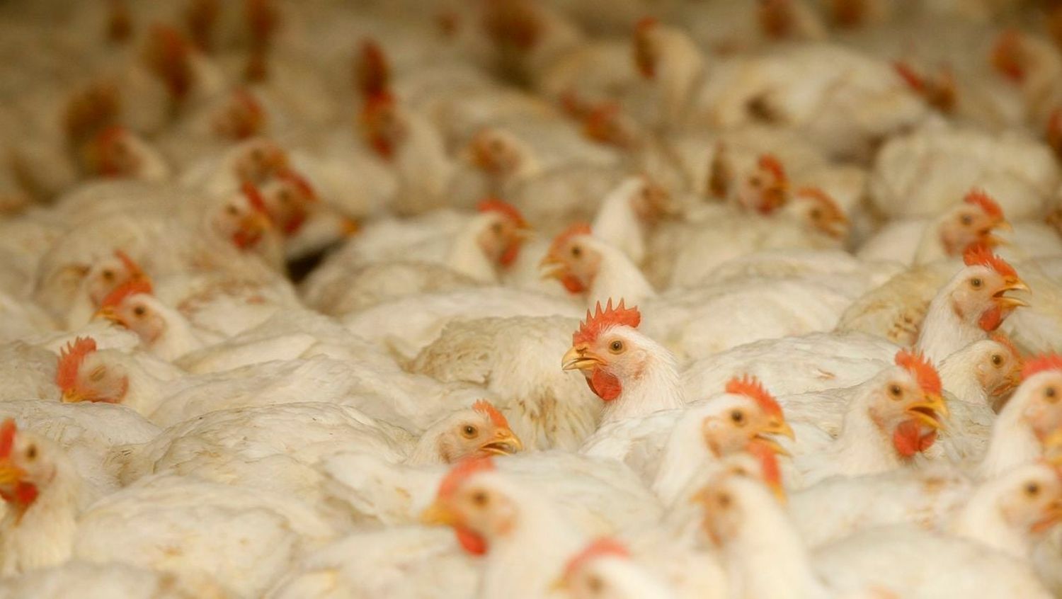 Gripe aviar: sacrificarán 9.000 gallinas en Neuquén