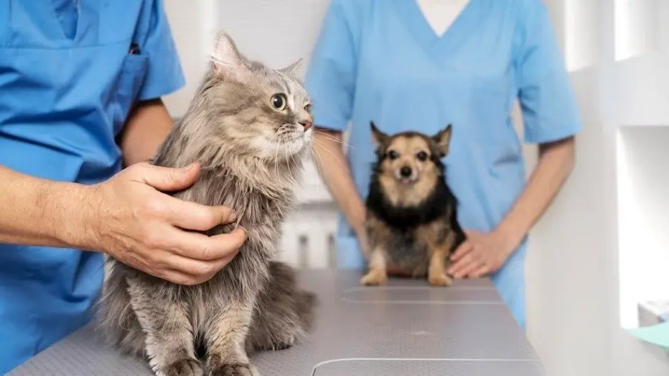 Farmacias de Mar del Plata ya venden medicamentos recetados por veterinarios