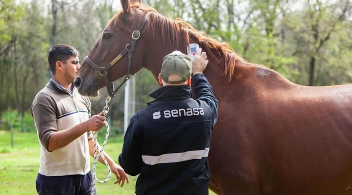 Encefalomielitis equina en 9 de Julio: “En el distrito hay entre 6 y 8 caballos muertos por el virus”