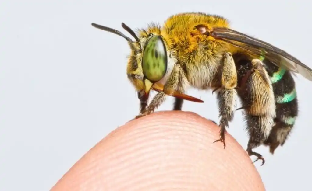 Científicos crearon un mapa sobre la distribución mundial de las abejas