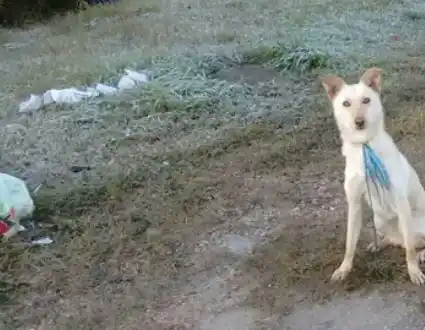La dejaron atada y la abandonaron en el acceso norte a la ciudad 