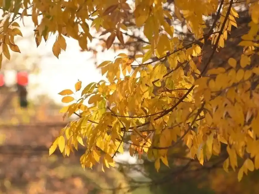 Se adelantó el otoño. Gentileza