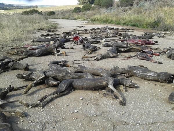 Conmoción y bronca en Balcarce por la aparición de perros galgos mutilados y quemados