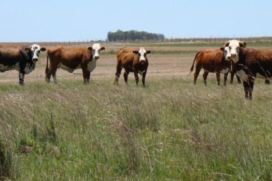 Medioambiente: "libre de deforestación", un certificado gratuito para productores santafesinos