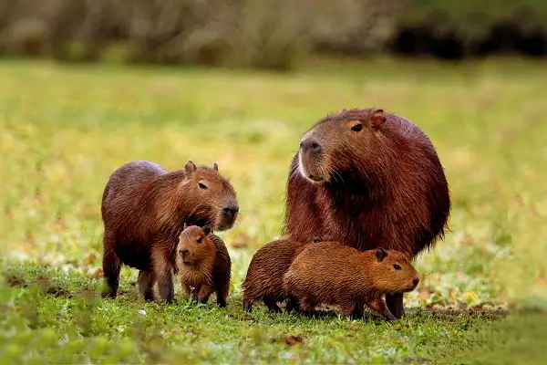 Refuerzan el monitoreo de fauna silvestre en rutas entrerrianas para prevenir atropellamientos