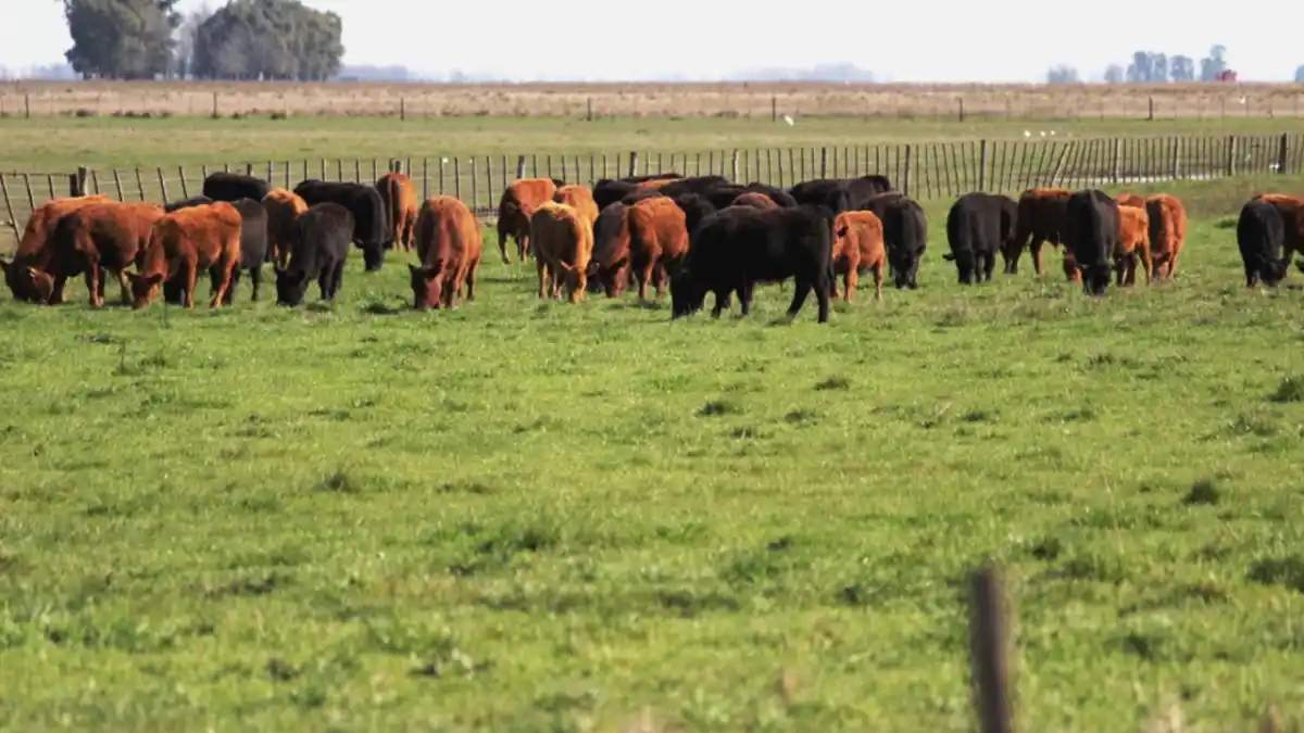 Integrar la ganadería a los campos mejora la fertilidad