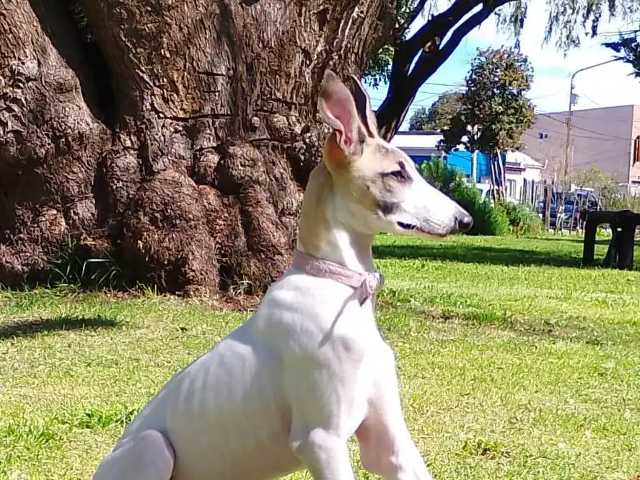 Una de las víctimas, Gitana