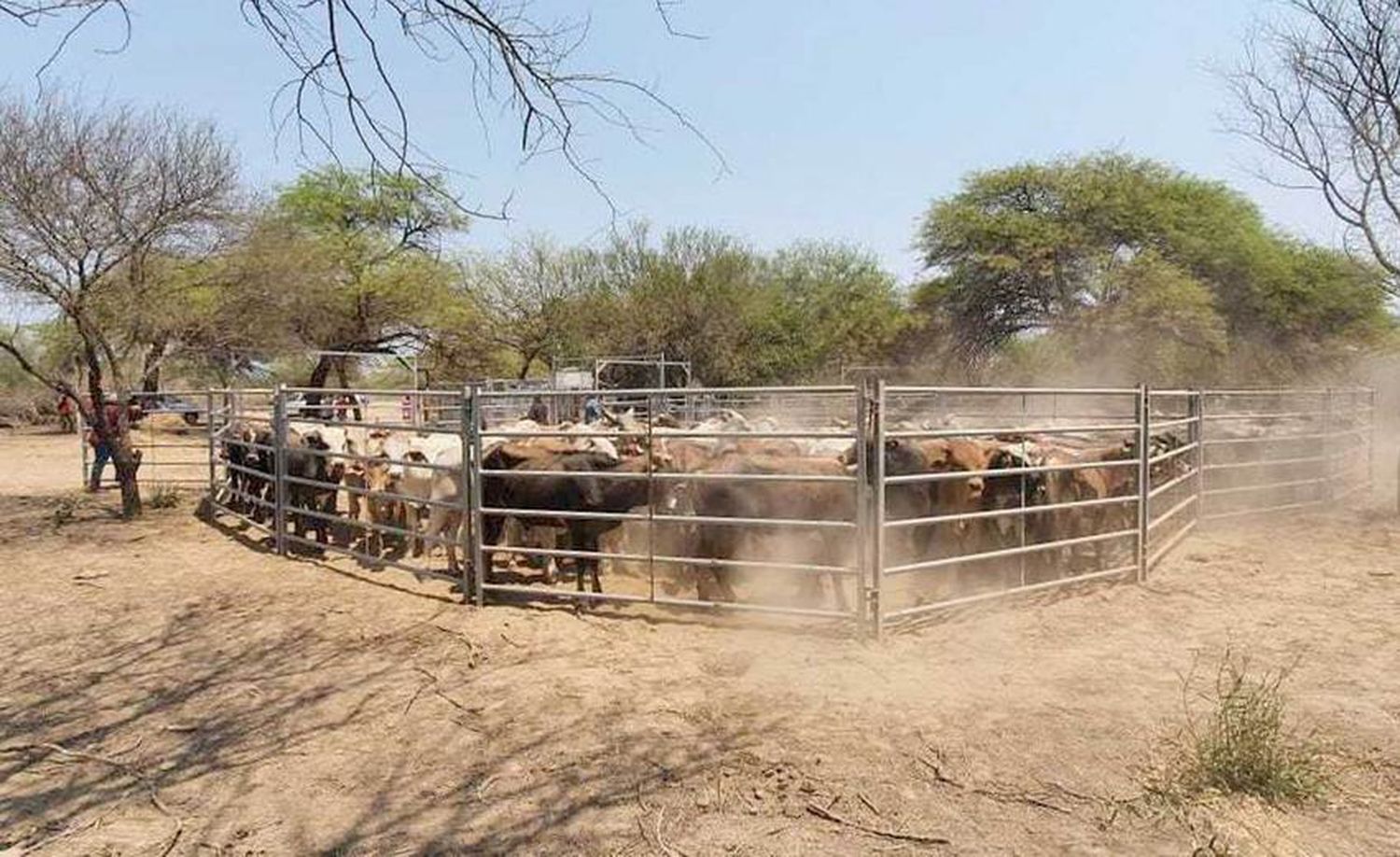 El remate de invernada de productores
paipperos se realizará el próximo martes 25