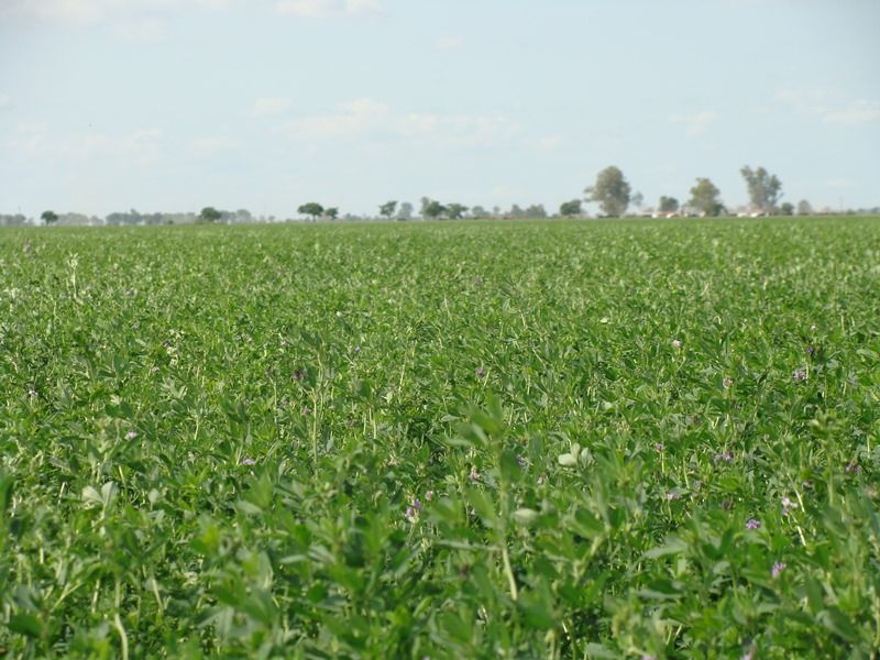 Beneficios de un manejo más eficiente del pastoreo de la alfalfa