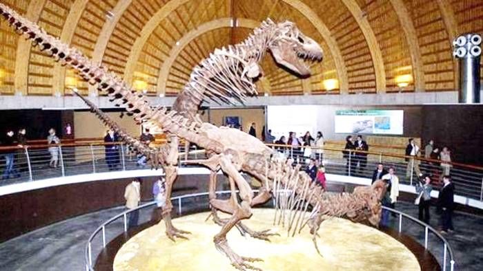 El temible T.rex pudo ser, en realidad, tres especies