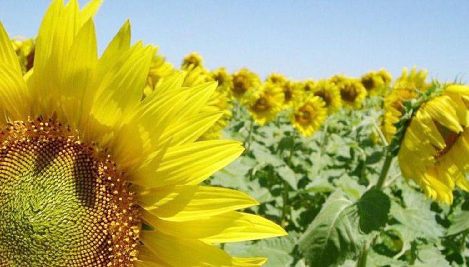 Rematarán el primer lote de  girasol de la campaña 2020/21